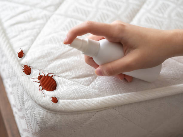 Best Mosquito Control Services  in Great Bend, NY
