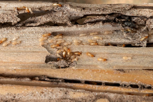 Flea Control Services in Great Bend, NY